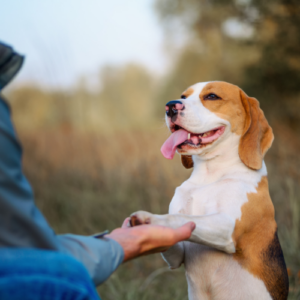 Beagle Dog