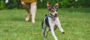 jack russell running with in outdoor smart fence boundary