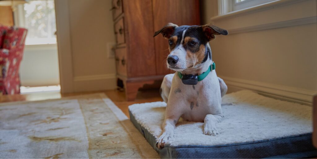 happy jack russell dog within indoor pet boundary