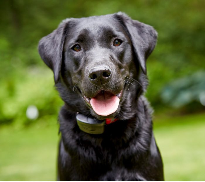 black lab