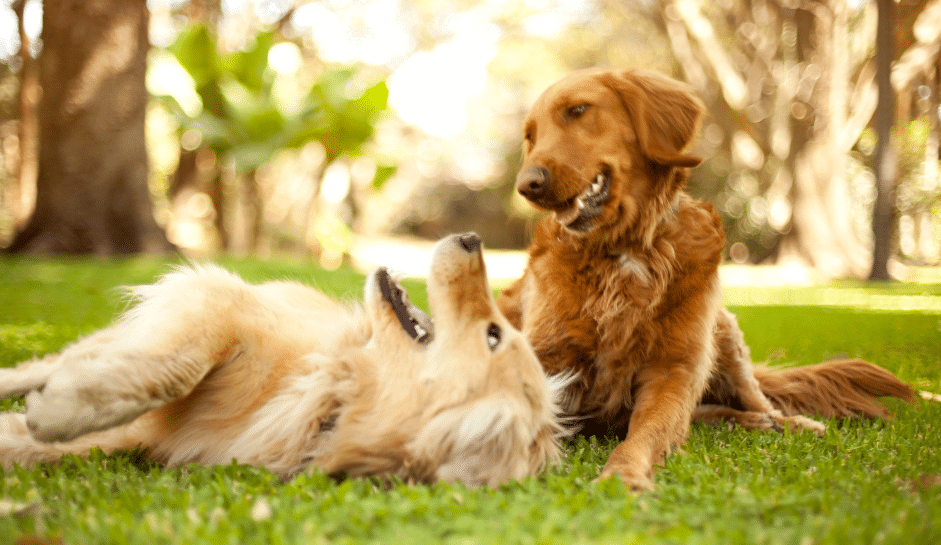 Dog Best Friends