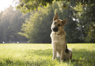 Dog tilting head