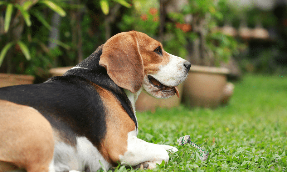 Dog with toy