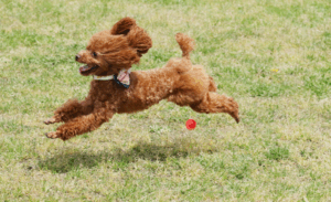 Dog with Zoomies