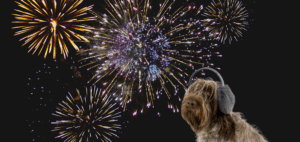 Dogs & Fireworks