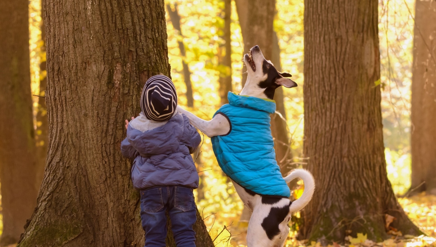 Dog Just Can’t Resist the Chase