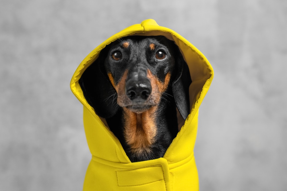 Dog in raincoat