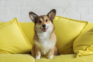Cute corgi dog sitting on yellow couch at home