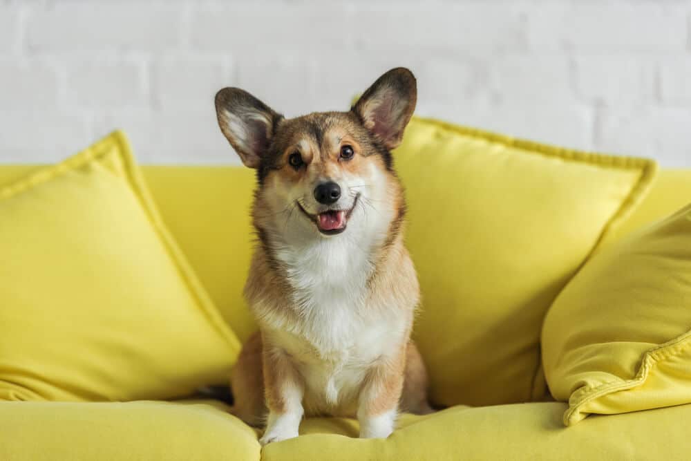 Cute corgi dog sitting on yellow couch at home