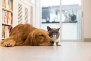 cat and dog