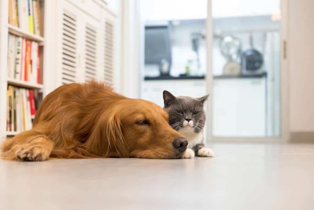 cat and dog