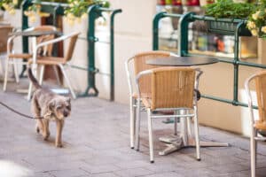 Dog on patio