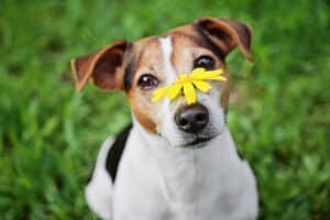 Dog in spring