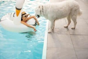 Dog at swimming pool