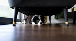 Dog Scared from Fireworks
